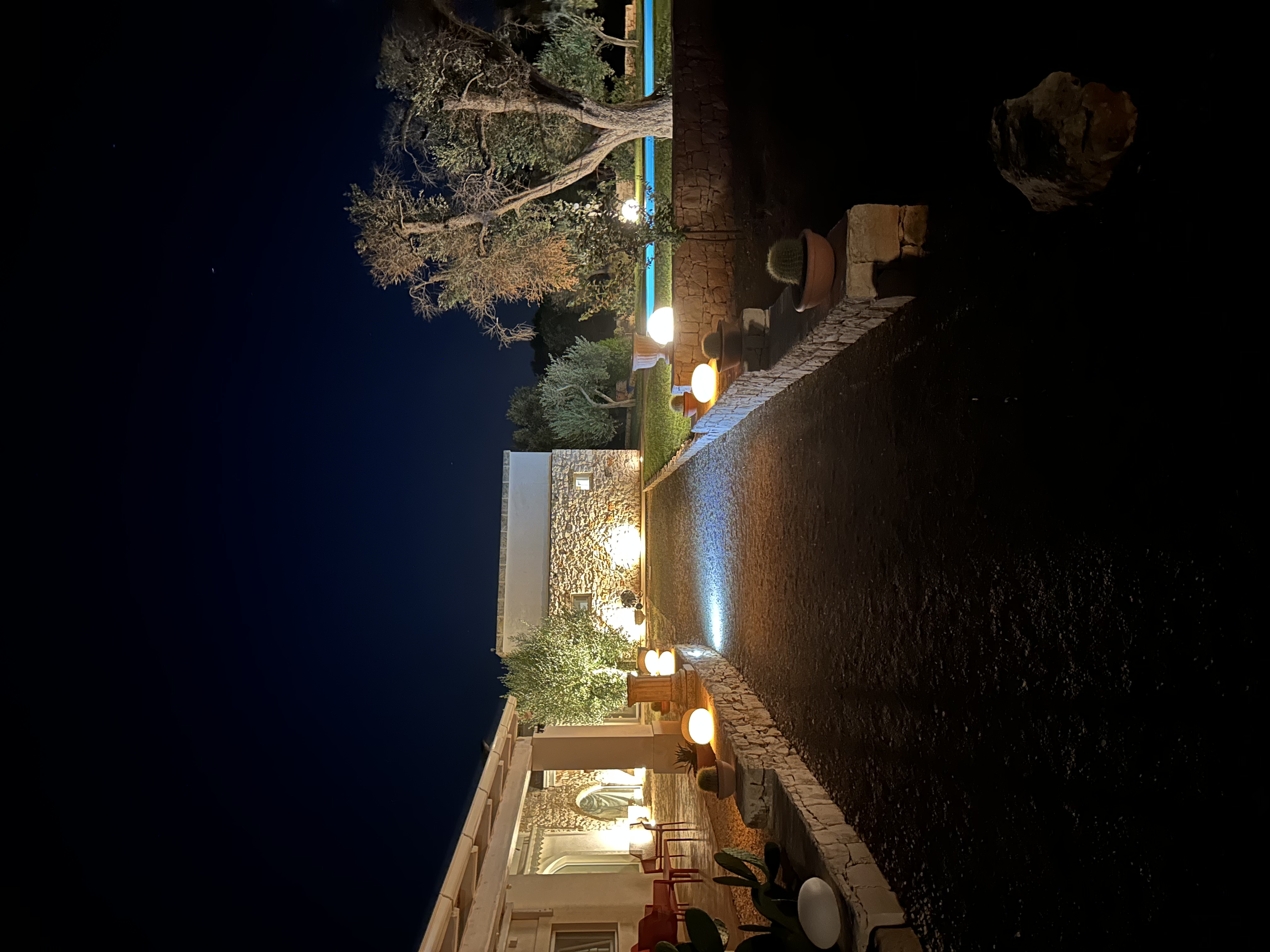 Sunlight filtering through the leaves of an olive tree.