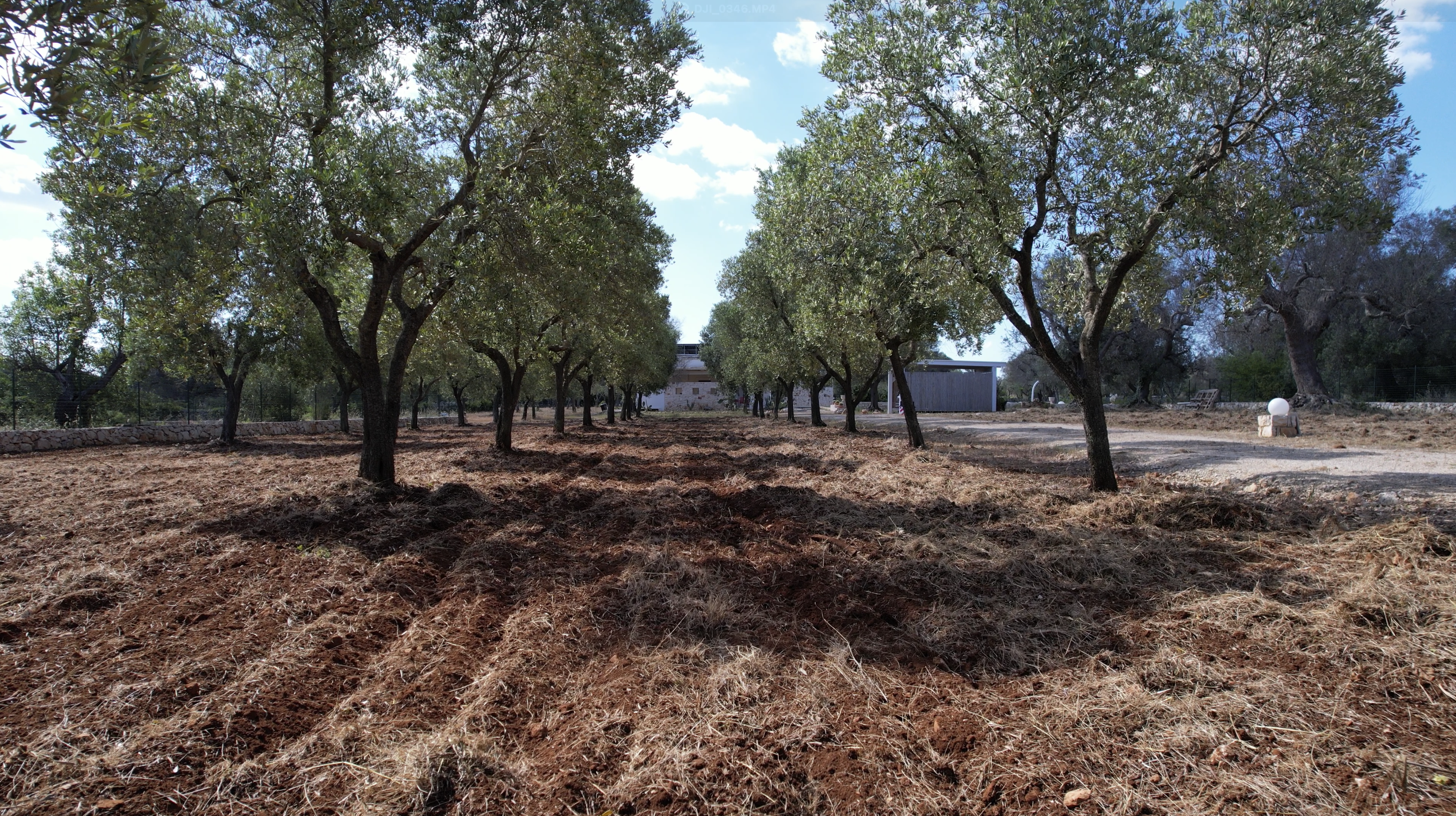 Ancient olive trees with the villa in the background