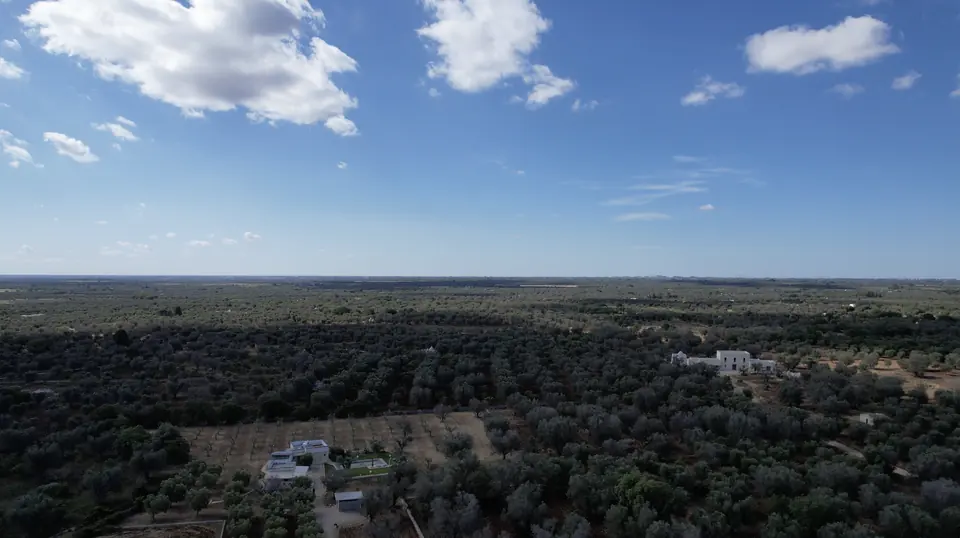Aerial view of the olive groves around the villa