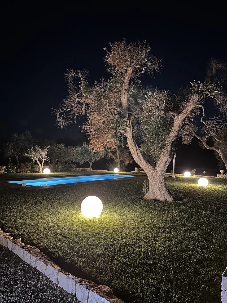 Old olive tree and the lit pool at night