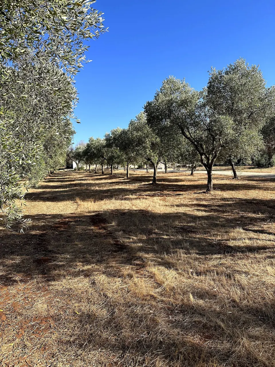 Olive trees under a blue sky